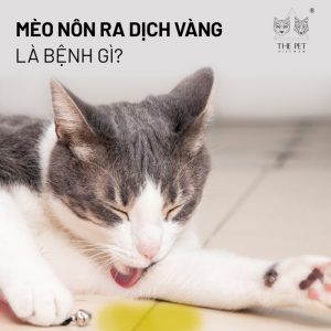 Mèo nôn dịch vàng là bệnh gì?