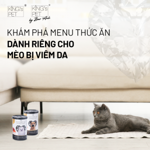 mèo bị viêm da 1