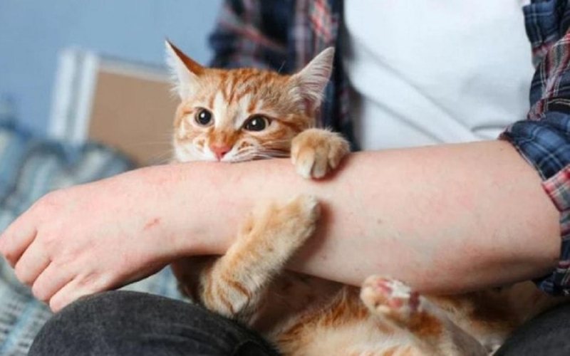 Cách chữa trị nấm mèo ở người nhanh chóng hiệu quả 2 Cách chữa trị nấm mèo ở người nhanh chóng hiệu quả