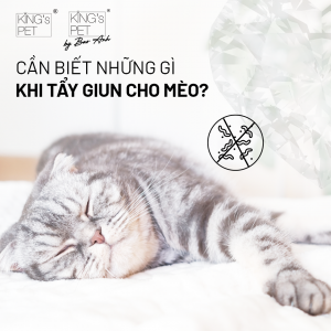Cần biết những gì khi tẩy giun cho mèo?