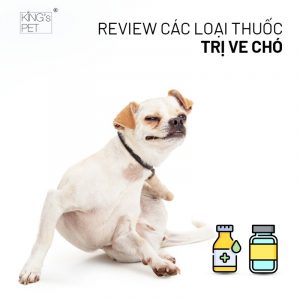Ve chó luôn là nỗi ám ảnh của các con Sen, cùng King's Pet tìm hiểu ngay các loại thuốc trị ve chó đang được đánh giá cao trên thị trường.  Review các loại thuốc trị ve chó tốt nhất hiện nay  Thuốc trị ve chó Fronil Spot Extra Fronil Spot Extra là một trong những loại thuốc trị ve chó được ưa chuộng nhất và nằm trong danh sách top 10 sản phẩm tốt nhất hiện nay, được nhiều chuyên gia khuyên dùng. Sản phẩm này được sản xuất bởi công ty Merial, và Frontline Spot Extra chính là phiên bản cải tiến của Frontline Plus. Với khả năng tác động lâu dài, nó không chỉ tiêu diệt ve mà còn ngăn chặn sự tái phát. Sản phẩm thuốc trị ve chó này chứa hai thành phần hoạt chất chính: fipronil và (S)-methoprene. Fipronil là một hóa chất chống ký sinh trùng, có khả năng tấn công và tiêu diệt ve trưởng thành, trong khi (S)-methoprene giúp ngăn cản sự phát triển của trứng và nhộng ve. Cách sử dụng Frontline Spot Extra rất đơn giản. Bạn chỉ cần nhỏ một ống lên vùng da lưng của chó. Thuốc sẽ thẩm thấu qua da và phân bố đều trong cơ thể, giúp tiêu diệt ve và ngăn chặn sự phát triển của trứng ve trong vòng 8 tuần.  Thuốc trị ve chó Beaphar Veto Spot On (Hộp 3 Tuýp) Beaphar Veto Spot On cũng nằm trong danh sách top 10 thuốc trị ve chó được nhiều người nuôi thú cưng tin tưởng. Đây là sản phẩm chất lượng cao đến từ công ty Beaphar. Với thành phần hoạt chất chính là permetrin, Beaphar Veto Spot On có khả năng tiêu diệt ve trưởng thành và đồng thời ngăn chặn sự phát triển của trứng và nhộng ve. Thuốc trị ve chó Revolution Revolution là một sản phẩm thuốc trị ve và bảo vệ sức khỏe toàn diện cho chó. Được phát triển bởi công ty Zoetis, một trong những nhà sản xuất hàng đầu trong lĩnh vực chăm sóc thú y, Revolution mang đến giải pháp đơn giản và hiệu quả để kiểm soát ve và các ký sinh trùng khác trên thú cưng của bạn.Sử dụng Revolution cực kỳ dễ dàng! Bạn chỉ cần thoa một ống thuốc lên da lưng của chú chó. Thuốc sẽ nhanh chóng thẩm thấu qua da và lan tỏa khắp cơ thể, mang lại hiệu quả bảo vệ trong suốt 1 tháng.  Cách diệt ve chó tận gốc  Trồng các loại cây đuổi côn trùng Bạn có thể lựa chọn những loài cây hữu ích trong việc xua đuổi côn trùng như: cây hương thảo, húng quế, bạc hà, hoa oải hương, sả, và cỏ xạ hương chanh. Những loại cây này không chỉ tạo nên mùi thơm dễ chịu mà còn giúp không gian sống trở nên thoáng đãng và xanh tươi. Bạn có thể trồng chúng ở vườn, sân trước, ban công hoặc trong chậu ở phòng khách để thấy được hiệu quả. Dọn dẹp và vệ sinh nơi ở Để tránh việc ve chó tấn công cún yêu của bạn, hãy thường xuyên dọn dẹp và duy trì sạch sẽ khu vực xung quanh nhà cũng như nơi chó sinh sống. Đặc biệt, những vùng có nhiều cây cối, cỏ dày và bóng râm là nơi ve thường xuất hiện nhiều. Diệt ve chó bằng dầu hỏa Mùi nặng của dầu hỏa sẽ làm cho ve chó phải bỏ chạy. Hãy thoa dầu lên vùng da của chó nhưng tránh những chỗ chúng có thể liếm hoặc gần mắt, mũi. Một cách khác là bạn có thể cạo lông trước khi thoa dầu hỏa lên. Sử dụng hàn the để diệt ve chó Cách thực hiện rất đơn giản, chỉ cần nghiền nhuyễn hàn the rồi chà lên lông của chó hoặc mèo khoảng 5 phút trước khi tắm. Ve rất ghét mùi hàn the nên nếu kiên trì thực hiện từ 2 đến 3 lần mỗi tuần, thú cưng sẽ không còn bị ve hay bọ chét nữa Pate King's Pet By Bao Anh: Khẩu phần ăn hồi phục lông và da chó sau trị ve rận  Thành phần có trong 1 lon 380g Pate lon Cá - trái thơm King's Pet: Cá nục, (60%), Gan gà (10%), Trái thơm (dứa) (5%), Chất làm đông: tinh bột biến tính (E1422), độ ẩm tối đa lên đến 75%, năng lượng trao đổi: 990kcal/kg, Protein lên đến 10%. Thành phần có trong 1 lon 380g Pate lon Gà Trái thơm King's Pet: Thịt gà có da (60%), Gan gà (10%), Trái thơm (dứa) (5%), Chất làm đông: tinh bột biến tính (E1422), độ ẩm tối đa lên đến 75%, năng lượng trao đổi: 1200kcal/kg, Protein 7%. . Hàm lượng chất đạm cao trong Pate King's Pet by Bao Anh vượt trội nhờ vào nguyên liệu trong Pate cho mèo với thành phần là cá nục, thịt gà là những loại thực phẩm cung cấp hàm lượng Protein từ 60% Pate Pate King's Pet by Bao Anh cho mèo không chứa nhiều chất đạm từ thực vật. Protein có nguồn gốc từ thực vật không chứa đầy đủ các Axit Amin có từ động vật mà các loài ăn thịt bắt buộc cần trong bữa ăn của chúng. Việc thiếu hụt các Axit Amin sẽ gây nguy hiểm cho chú mèo như suy giảm thị lực, suy dinh dưỡng, hệ miễn dịch suy giảm, các vấn đề về lông và da,… Pate Pate King's Pet by Bao Anh cho mèo giữ trọn vẹn hương vị so với các thức ăn khô. Các chuyên gia dinh dưỡng thường đưa ra lời khuyên chúng ta lựa chọn các thực phẩm tươi ngon và nấu trong khoảng thời gian hợp lý để không làm mất đi hương vị, dinh dưỡng. Với thức ăn khô, các loại thực phẩm được nấu trong nhiệt độ cao suốt thời gian dài sẽ mất đi nhiều chất dinh dưỡng vốn có. Trong khi đó, Pate cho mèo được các nhà sản xuất chế biến ở nhiệt độ tiêu chuẩn, giữ trọn vẹn hương vị và hàm lượng dinh dưỡng từ nguyên liệu tươi, thật. Pate King's Pet by Bao Anh cung cấp nước đầy đủ trong từng bữa ăn. Không phải chú mèo nào cũng có “niềm đam mê” với việc uống nước. Mèo cần 55 – 100ml nước/kg thể trọng một ngày và chúng ta không thể nào “ép” các người bạn bốn chân này uống lượng nước mà chúng cần. Thế nên thay thế thức ăn hạt khô thành các thức ăn ướt là giải pháp tối ưu nhất giúp cung cấp đầy đủ lượng nước, tránh kết tủa trong bàng quang gây ra sỏi thận.