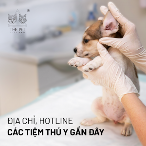 Địa chỉ, hotline các tiệm thú y gần đây