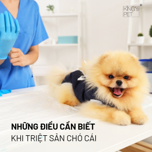 Những điều cần biết khi triệt sản chó cái