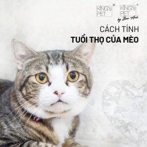 Cùng King's Pet tìm hiểu những vấn đề liên quan đến tuổi thọ của mèo cùng chế độ dinh dưỡng phù hợp cho mèo theo từng giai đoạn  Tuổi thọ của mèo theo từng giống Mèo Anh lông ngắn: 12-20 năm Mèo Anh lông dài: 12-20 năm Mèo Bengal: 12-15 năm Mèo Việt: 10-15 năm Mèo Ba Tư: 10-15 năm Mèo chân ngắn: 12-15 năm Mèo tam thể: 8-14 năm Mèo hoang: 2-5 năm Tình trạng sức khỏe của mèo theo độ tuổi Giai đoạn mèo con (0-1 tuổi): Đây là thời điểm mèo phát triển nhanh chóng. Chỉ sau 3 tuần từ khi sinh, mèo con hoàn toàn phụ thuộc vào sữa mẹ. Cân nặng trung bình của chúng khoảng 1-1,5kg sau 3 tháng, tăng lên 2kg ở tháng thứ 4 và đạt 3-3,5kg vào tháng thứ 8. Khi được 1 tuổi, cân nặng ổn định trong khoảng 3,5-5,5kg, mèo con đã trưởng thành. Đặc biệt, từ tuần thứ 2 đến tuần thứ 9, mèo trải qua giai đoạn xã hội hóa rất quan trọng. Việc tạo cơ hội cho mèo khám phá và tương tác trong giai đoạn này sẽ giúp chúng trở nên thân thiện và dễ nuôi hơn. Tuy nhiên, vào khoảng 4-5 tháng tuổi, mèo bắt đầu có dấu hiệu dục vọng, vì vậy việc xem xét phẫu thuật triệt sản trước khi chúng bước vào giai đoạn này là điều cần thiết. Giai đoạn mèo trưởng thành (1-7 tuổi): Trong giai đoạn này, cân nặng của mèo thường dao động từ 3-5kg. Đây cũng là lúc mèo hoạt động năng nổ nhất. Để duy trì sức khỏe tốt, việc chuyển đổi từ thức ăn cho mèo con sang thức ăn dành cho mèo trưởng thành là rất quan trọng, cùng với việc quản lý chế độ dinh dưỡng hợp lý. Đồng thời, hãy đảm bảo rằng mèo có đủ không gian để vận động. Giai đoạn mèo già (từ 7 tuổi trở lên): Dấu hiệu lão hóa bắt đầu xuất hiện rõ ràng. Trong giai đoạn này, chế độ ăn uống và chăm sóc sức khỏe trở nên cực kỳ quan trọng. Khi mèo trên 8 tuổi, các dấu hiệu lão hóa càng rõ nét hơn. Chúng có thể ít vận động hơn và dễ tăng cân. Răng miệng của mèo cũng cần được chú ý đặc biệt, vì có thể bắt đầu bị xỉn màu.Khi mèo vượt qua tuổi 12, sức khỏe của chúng bắt đầu có dấu hiệu suy giảm rõ rệt. Răng miệng có thể gặp vấn đề và việc chăm sóc sức khỏe trở nên cực kỳ quan trọng. Từ 15 đến 18 tuổi: Đây là giai đoạn cuối trong cuộc đời của mèo. Sức khỏe của chúng tiếp tục yếu đi và việc kiểm tra sức khỏe định kỳ trở thành điều không thể thiếu. Vậy tuổi thọ của mèo phụ thuộc vào những yếu tố nào? Có nhiều yếu tố ảnh hưởng đến tuổi thọ của mèo. Tuy nhiên, giống như con người, mỗi chú mèo đều mang một đặc điểm riêng biệt và tuổi thọ cụ thể có thể khác nhau do nhiều yếu tố như: Giống loài: Một số giống mèo có tuổi thọ cao hơn so với các giống khác. Chẳng hạn, mèo Ragdoll có thể sống tới 25 năm. Môi trường sống: Mèo sống trong nhà thường có tuổi thọ từ 12 đến 15 năm, trong khi mèo hoang chỉ sống khoảng 4 đến 6 năm. Chế độ dinh dưỡng: Cung cấp thức ăn chất lượng cao là yếu tố then chốt giúp kéo dài tuổi thọ cho mèo. Chăm sóc tổng quát: Ngoài việc cho ăn tốt, việc chăm sóc hàng ngày cũng vô cùng quan trọng. Triệt sản: Nhiều nghiên cứu cho thấy triệt sản có thể giúp mèo sống lâu hơn bằng cách giảm thiểu nguy cơ mắc bệnh và xung đột. Răng: Tình trạng răng miệng của mèo có thể cung cấp thông tin quý giá về độ tuổi của chúng. Mắt: Độ sáng và trong suốt của mắt cũng là một chỉ số phản ánh tuổi tác của mèo. Bộ lông: Lớp lông mềm mại và bóng bẩy thường biểu thị cho một chú mèo trẻ, trong khi lớp lông khô và có dấu hiệu lão hóa lại ngược lại. Tại sao nên sử dụng pate cá hồi cho mèo? Với mỗi điều kiện sống khác nhau, mèo sẽ có những tuổi thọ khác nhau, trung bình sẽ trong khoảng từ 6-12 năm. Tuổi thọ của mèo phụ thuộc vào rất nhiều yếu tố, trong đó việc chăm sóc và chế độ dinh dưỡng là vô cùng quan trọng. Bên cạnh đó, chủ nuôi nên lưu ý một số loại bệnh có thể gây ảnh hưởng trực tiếp đến tuổi thọ hay chất lượng sống của thú cưng như: Bệnh Ung thư Bệnh đường tiết niệu Béo phì Viêm khớp ở mèo Nấm, viêm da Đục thủy tinh thể, giảm thị lực  Một chế độ ăn khoa học và dinh dưỡng sẽ một phần cải thiện sức khỏe và tuổi thọ của mèo, phòng tránh các bệnh như đã đề cập ở trên. Đặc biệt, với nguồn dinh dưỡng dồi dào từ cá hồi, Pate cá hồi cho mèo trở thành sản phẩm hoàn hảo cho bữa ăn hàng ngày: - Hàm lượng Protein khổng lồ cung cấp đầy đủ năng lượng sống cho cơ thể mèo - Cung cấp Omega-3, Omega – 6 là giúp chống viêm, giảm sự phát triển của khối u hay tế bào ung thư - Dầu cá giúp giảm tình trạng ngứa, các vấn đề về da, giữ bộ lông mèo luôn bóng khỏe - Giàu Vitamin B duy trì tối ưu và phát triển não bộ, hệ thần kinh ở mèo - Các axit béo tham gia xây dựng, bảo vệ hệ miễn dịch của mèo - Nguồn cung cấp Kali cần thiết giúp điều hòa các hoạt động tim mạch, cơ bắp, tiêu hóa,… - Độ ẩm lên đến 80%, phòng tránh tối ưu các bệnh đường tiết niệu như sỏi thận,bí tiểu,… Pate hỗn hợp vị cá hồi King's Pet– Lựa chọn hoàn hảo cho bữa ăn dinh dưỡng của thú cưng Hiểu rõ được nguồn dinh dưỡng dồi dào từ cá hồi, sau thời gian dài phối hợp cùng các chuyên gia thú y hàng đầu, King’s Pet đã chính thức ra mắt sản phẩm Pate hỗn hợp vị cá hồi King's Pet. Từ những ngày vừa bắt đầu, King’s Pet được ra đời với sứ mệnh cải thiện chất lượng bữa ăn của thú cưng Việt Nam. Sau hơn 05 năm hình thành và phát triển, ở sản phẩm Pate hỗn hợp vị cá hồi King's Pet, King’s Pet vẫn giữ trọn những điều kiện tiên quyết “03 KHÔNG”: KHÔNG CHẤT BẢO QUẢN KHÔNG CHẤT ĐỘN, PHỤ GIA KHÔNG DÙNG NGUYÊN LIỆU PHẾ PHẨM Tất cả nguyên liệu được lựa chọn cẩn thận từ vùng biển miền Nam Việt Nam, King’s Pet chỉ lựa chọn những mẻ cá đạt yêu cầu vì chúng tôi hiểu được thú cưng của bạn xứng đáng với một bữa ăn hoàn hảo. Quy trình sản xuất cũng là được lưu tâm trên hết. Với dây chuyền đạt chuẩn tiêu chuẩn ISO 9001-2015, các sản phẩm được sản xuất trong quy trình khép kín, kiểm tra liên tục xuyên suốt quá trình nhằm đảm bảo vệ sinh an toàn thực phẩm, mang đến sản phẩm tốt nhất đến tay người tiêu dùng. Các sản phẩm của King’s Pet dần khẳng định được vị thế trên thị trường nhờ vào 02 yếu tố khác biệt: Sản phẩm được thiết kế nắp chống khô giúp bảo quản sản phẩm trong thời gian dài Giá cả phải chăng, phù hợp với nhu cầu cảu mọi khách hàng Chính vì những lý do ấy, chỉ trong vài năm sau khi ra mắt thị trường, King’s Pet đã liên tục xuất hiện trên các mặt báo, tạo tiếng vang trong ngành sản xuất thức ăn cho chó mèo. 