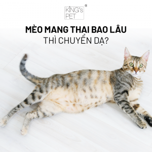 Mèo mang thai bao lâu thì chuyển dạ - Dự sinh chuẩn xác Sen cần ghi nhớ