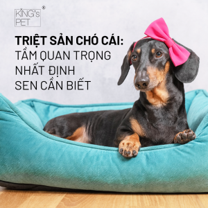 Triệt sản chó cái: Phương pháp “kiểm soát dân số” bảo vệ sức khỏe thú cưng