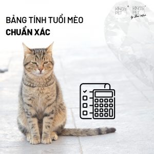 Ngoài ra, chế độ dinh dưỡng là một trong những yếu tố then chốt, quyết định trực tiếp đến sức khoẻ và tuổi thọ của mèo. Chính vì thế chọn loại thức ăn phù hợp là điều cần thiết. Pate cho mèo King’s Pet: Dòng sản phẩm bổ sung dinh dưỡng toàn diện cho mèo Pate túi Cá Hồi King’s Pet 70gr – Version 2 của dòng Pate lon best-seller gây bão khắp các Petshop tại Việt Nam Pate túi Cá Hồi King’s Pet 70gr với thành phần là cá hồi, cá nục và gan gà được phối trộn theo tỉ lệ đặc biệt để tạo nên dòng sản phẩm thơm ngon, phù hợp với khẩu vị của mèo, đảm bảo được lượng dinh dưỡng cần thiết cho cơ thể của mèo cưng. Không phải công thức và quy trình sản xuất mà nguồn nguyên liệu tươi và công nghệ không chất bảo quản mới là chìa khóa cho sự thành công của dòng sản phẩm trước đó, sản phẩm pate hỗn hợp cá hồi King’s Pet cũng không ngoại lệ, Với nguồn nguyên liệu tươi sống (cá nục từ vùng biển ĐBSCL hoặc cảng Vũng Tàu, cá hồi NaUy, gan gà công nghiệp Việt Nam), cam kết không sử dụng phế phẩm công nghiệp như xương, đầu cổ cánh gà,.., từ đó tạo nên dòng Thức ăn hỗn hợp hoàn chỉnh – pate hỗn hợp cá hồi King’s Pet – giữ được hương vị thơm ngon nhất, kích thích vị giác của mèo dù là biếng ăn nhất. Bạn biết gì về tuổi thọ của mèo? Với tư cách là những người yêu thương chó mèo, chúng tôi hiểu được rằng sức khoẻ của những người bạn bốn chân là rất quan trọng và luôn phải được đặt lên hàng đầu. Thành phần có trong 1 túi 70g Pate Hỗn Hợp Cá Hồi King’s Pet: Cá nục (55%), Cá hồi (10%), Gan gà (10%), Nước, Chất làm đông: Tinh bột biến tính (E1422), Agar. Hàm lượng dinh dưỡng: Năng lượng trao đổi 1000Kcl/kg, Protein Min 15%, Độ ẩm tối đa 78%, Chất béo thô Min 4%, Khoáng tổng số Max 1,8%, Xơ thô Max 0,5% Hàm lượng dinh dưỡng cao do Thức ăn hỗn hợp hoàn chỉnh – pate hỗn hợp cá hồi King’s Pet có nguyên liệu tươi sống được xay nhuyễn, không chất độn, không chất bảo quản, không mùi nhân tạo. Với hàm lượng omega có trong Pate túi Cá Hồi King’s Pet 70gr giúp cải thiện nhiều tình trạng sức khỏe cho mèo, chẳng hạn như giảm viêm và đau khớp. Omega có thể được xem như một chất chống viêm và làm chậm sự phát triển của khối u hay ung thư ở mèo. Bên cạnh đó, bổ sung dầu cá vào thức ăn của mèo bị dị ứng sẽ làm tăng khả năng miễn dịch của da mèo, đồng thời giảm nóng và ngứa trên da. Theo những nghiên cứu gần đây cho thấy cá hồi có chứa hàm lượng các chất dinh dưỡng dồi dào, rất tốt cho sức khỏe của mèo, cụ thể: Thành phần Protein (18,5g / 100g) Protein là 1 trong những thành phần dinh dưỡng quan trọng nhất trong khẩu phần ăn hằng ngày của mèo, thiếu Protein chính là nguyên nhân khiến mèo chậm lớn, rụng lông, còi xương,… Thành phần Vitamin A (7,1 microgram / 100g) Vitamin A giúp cải thiện thị giác ở mèo, ngăn ngừa các chứng bệnh liên quan đến mắt ở mèo Thành phần Vitamin nhóm B (4 microgram Vitamin B12 / 100g) Giúp cơ thể mèo chuyển hóa các chất như protein, carbon-hydrat và các chất béo rất hiệu quả, nhằm chuyển tải năng lượng từ thức ăn đến cơ thể. Chính vì hàm lượng dinh dưỡng dồi dào mà cá hồi đặc biệt tốt cho mèo con, mèo dang mang thai, mèo ốm đang trong quá trình hồi phục sức khỏe. Trong 100g cá hồi chứa 2260 mg Omega 3 tốt cho xương khớp, thị giác và hỗ trợ duy trì cân nặng cho mèo.