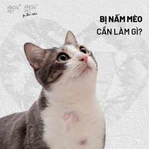 Bị nấm mèo trên người - Nguyên nhân, triệu chứng