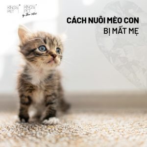 cach nuoi meo con 13