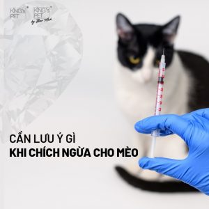 chich ngua cho meo 12