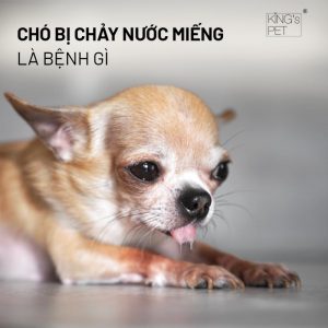 Cách Giải Quyết Tình Trạng Chó Bị Chảy Nước Miếng