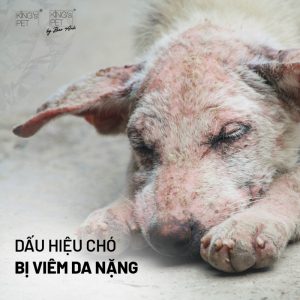 Dấu hiệu chó bị viêm da nặng