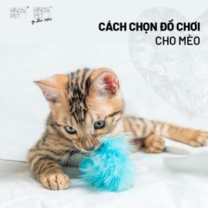do choi cho meo 9