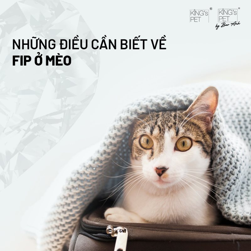 Những điều cần biết về Fip ở mèo 