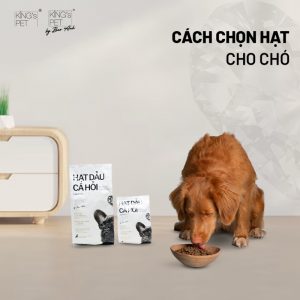 Cách chọn hạt cho chó