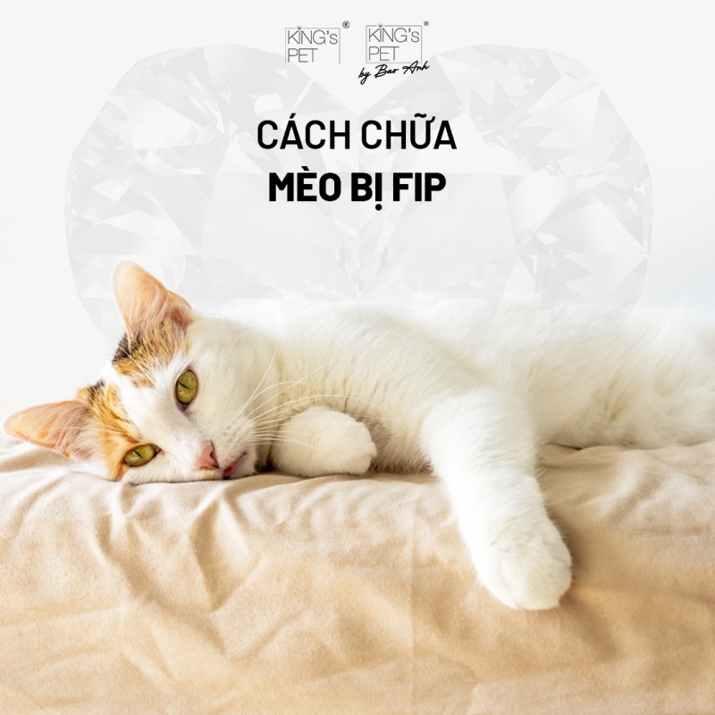 Cách chữa mèo bị fip