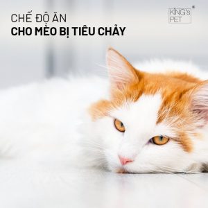 meo bi tieu chay 11