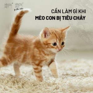 Cách chăm sóc và điều trị mèo bị tiêu chảy