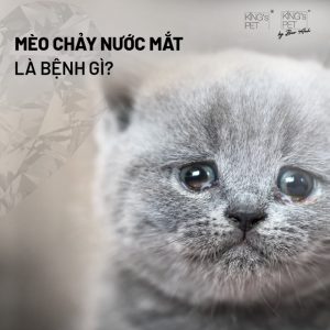 meo chay nuoc mat 12