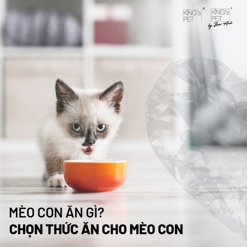 Mèo con ăn gì? Cách chọn thức ăn cho mèo con