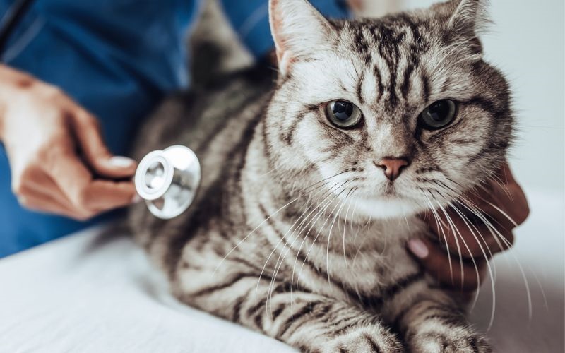 Mèo giảm bạch cầu, còn được gọi là bệnh Felv (Feline Leukemia Virus), là một loại bệnh ở mèo do virus gây ra.