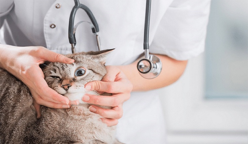 Mèo giảm bạch cầu, còn được gọi là bệnh Felv (Feline Leukemia Virus), là một loại bệnh ở mèo do virus gây ra.