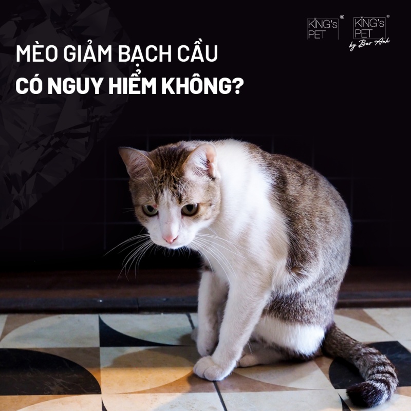 Mèo giảm bạch cầu, còn được gọi là bệnh Felv (Feline Leukemia Virus), là một loại bệnh ở mèo do virus gây ra.