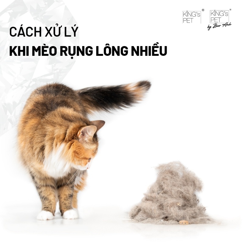 Cách xử lý khi mèo rụng lông nhiều