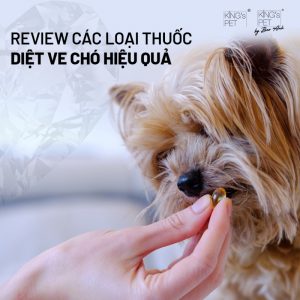 Ve chó không chỉ là một mối nguy hiểm đối với sức khỏe của thú cưng mà còn có thể gây hại cho cả con người. Việc sử dụng thuốc diệt ve chó hiệu quả là rất cần thiết để bảo vệ các bạn thú yêu khỏi những ký sinh trùng này. Trong bài viết hôm nay, chúng ta sẽ cùng tìm hiểu top 3 loại thuốc diệt ve chó tốt nhất hiện nay, giúp bạn lựa chọn được sản phẩm phù hợp nhất cho thú cưng của mình. Review 3 loại thuốc diệt ve chó được đánh giá cao hiện nay trên thị trường  Thuốc diệt ve chó Frontline Spray Với hai thành phần Fipronil và Methoprene, thuốc trị ve chó Frontline Spray có thể diệt trừ đến 100% ve chó sau 24 tiếng sử dụng cũng như ngăn chặn, ức chế sự sinh sôi của ấu trùng suốt 1 tháng. Đây còn là sản phẩm được các chuyên gia hàng đầu của Pháp nghiên cứu nên bạn hoàn toàn có thể yên tâm sử dụng nhé. Lợi ích lớn nhất của Frontline Spray chính là khả năng tiêu diệt ve chó nhanh chóng chỉ sau 24 giờ. Hơn nữa, sản phẩm này được ghi nhận là an toàn cho hầu hết các giống chó. Tuy nhiên, giá thành của sản phẩm khá cao so với một số loại thuốc khác trên thị trường, và có thể không phải là sự lựa chọn lý tưởng cho những người có ngân sách hạn hẹp. Thuốc diệt ve chó Frontline Plus Được thử nghiệm lâm sàng năm 1985 và đến khoảng năm 2005 thì thuốc trị ve chó Frontline Plus đã được nhiều bác sĩ thú y ở Mỹ tin dùng. Nhờ hai thành phần chính là Fipronil và Methoprene, loại thuốc này có khả năng diệt trừ, ngăn chặn triệt để các loại ve chó, ức chế sự phát triển của ấu trùng và chữa trị viêm nhiễm do ve rận gây ra. Để đạt hiệu quả cao nhất khi sử dụng Frontline Plus, bạn nên nhỏ thuốc trực tiếp vào phần da trên lưng chó, nơi mà chúng không thể liếm được. Sau khi nhỏ thuốc, bạn nên tránh tắm cho chó trong vòng 48 giờ để đảm bảo thuốc phát huy tác dụng tốt nhất. Thuốc diệt ve chó Hantox Spray Hantox Spray là sản phẩm của Việt Nam nhưng được khá nhiều khách hàng tin dùng. Bởi chúng có chứa Pyrethroid – hoạt chất được chiết xuất từ hoa cúc có thể khiến hệ tiêu hóa của ve rận bị tê dại cũng như “đánh bay” ve rận và trứng của chúng một cách hiệu quả. “PATE LÀNH TÍNH” KING'S PET BY BAO ANH HEO RAU CỦ DÀNH CHO CHÓ SAU VE RẬN  Với heo được tuyển chọn từ các loại thịt heo có nguồn gốc chính ngạch, tuyệt đối không sử dụng thịt heo phế phẩm,,...với nguyên liệu thịt heo lành tính chính là chìa khoá để có thể hỗ trợ thú cưng trong giai đoạn phục hồi da khi bị nấm: Hàm lượng dinh dưỡng vượt trội, đủ năng lượng cho sự phát triển toàn diện nhưng vẫn đảm bảo độ lành tính.  Hỗ trợ giảm tình trạng ngứa, lâu lành khi đang phục hồi sau nấm. Hỗ trợ tăng cường sức khỏe, sức đề kháng cho chó để tự phục hồi. Sản phẩm King’s Pet by Bao Anh Heo rau củ cũng được thừa hưởng quy trình sản xuất với công nghệ tiệt trùng ở nhiệt độ cao bằng thiết bị hiện đại trong ngành sản xuất thức ăn cho thú nuôi từ các dòng sản phẩm trước đó. Chế độ tiệt trùng 120 độ C trong 90 phút các nguyên liệu sẽ được vô hoạt bất thuận nghịch enzyme và ức chế hệ vi sinh trong thực phẩm, nhờ đó kéo dài thời gian bảo quản sản phẩm.