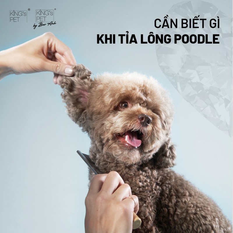 Những điều cần biết khi cắt tỉ lông chó Poodle