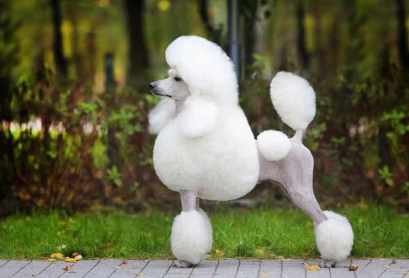 Những điều cần biết khi cắt tỉ lông chó Poodle