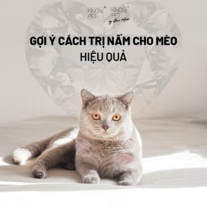 Cách trị nấm cho mèo nhanh chóng, dứt điểm