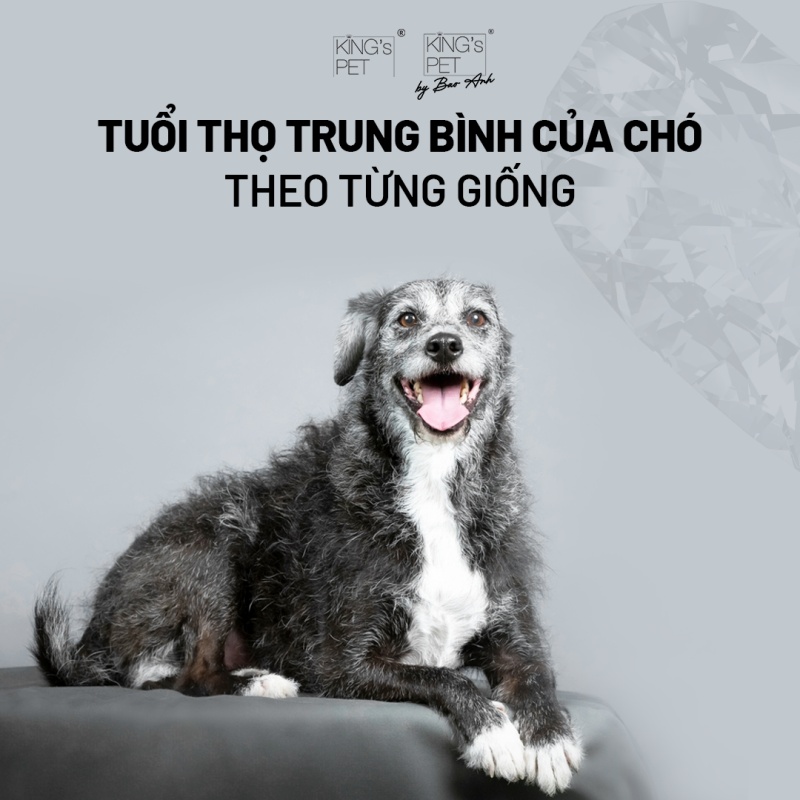 Cách tính tuổi thọ của chó