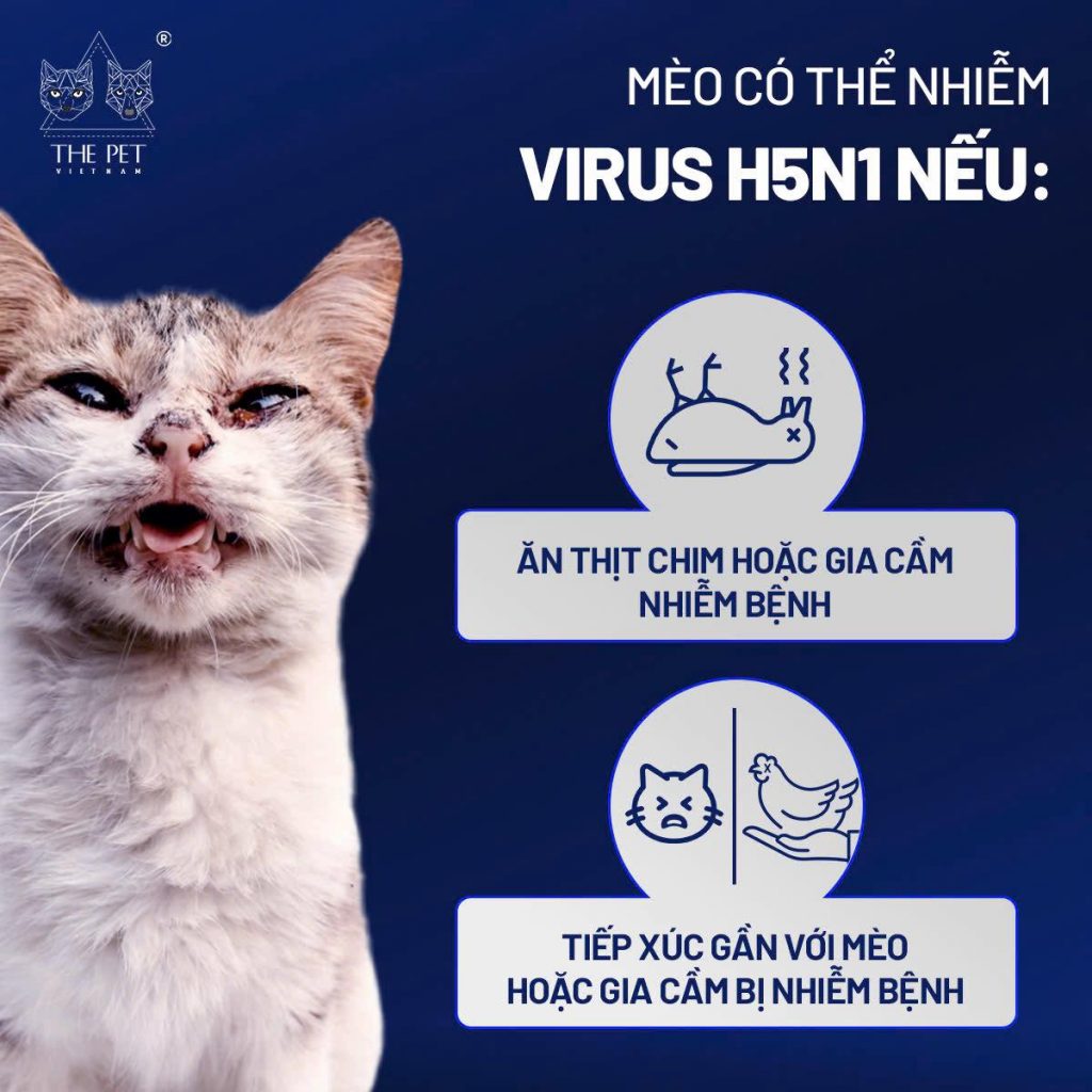 Virus cúm gia cầm ở chó mèo và những điều cần biết 4 472732385 613944214656220 3805952244770127167 n
