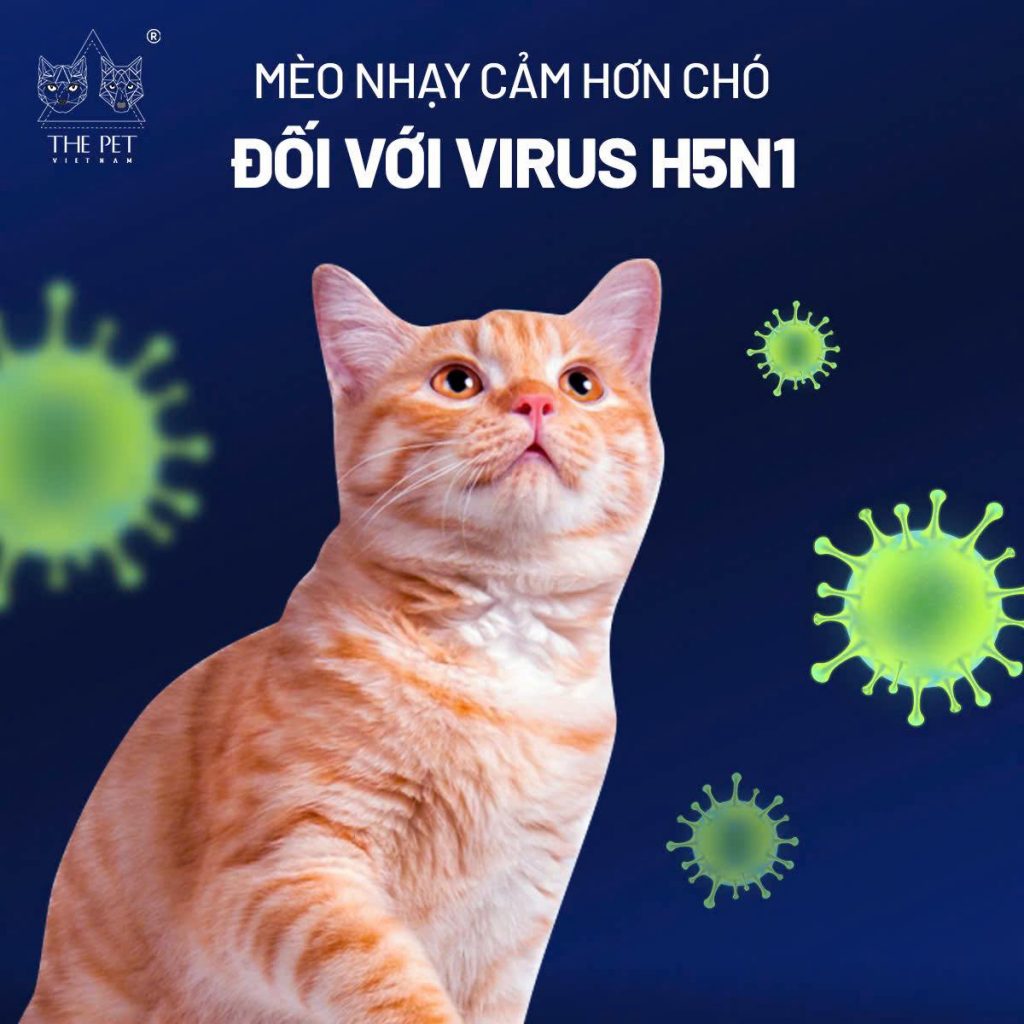 Virus cúm gia cầm ở chó mèo và những điều cần biết 5 472777133 613944191322889 6155819276173674202 n