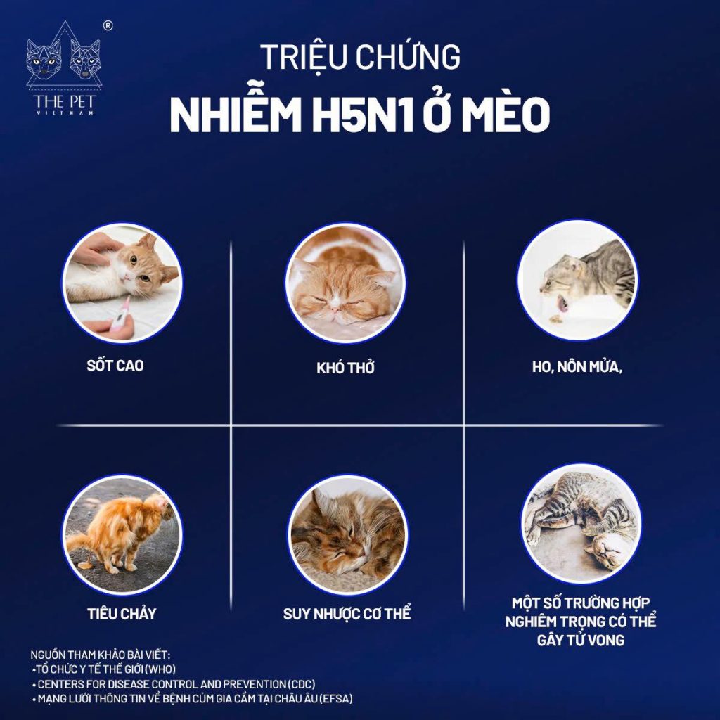 Virus cúm gia cầm ở chó mèo và những điều cần biết 6 473018272 613944207989554 5973064157124556489 n