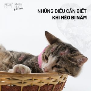 Cách chữa mèo bị nấm hiệu quả tại nhà