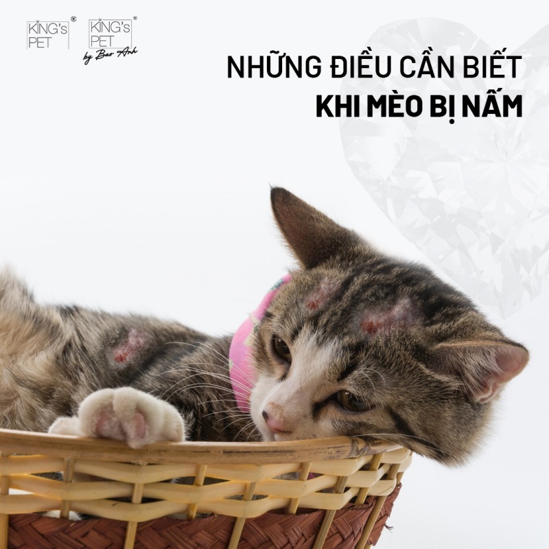 Cách chữa mèo bị nấm hiệu quả tại nhà 3 Cách chữa mèo bị nấm hiệu quả tại nhà