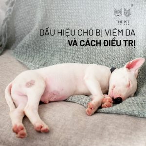 Dấu hiệu chó bị viêm da và cách điều trị