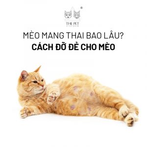 Mèo mang thai bao lâu? Cách đỡ đẻ cho mèo