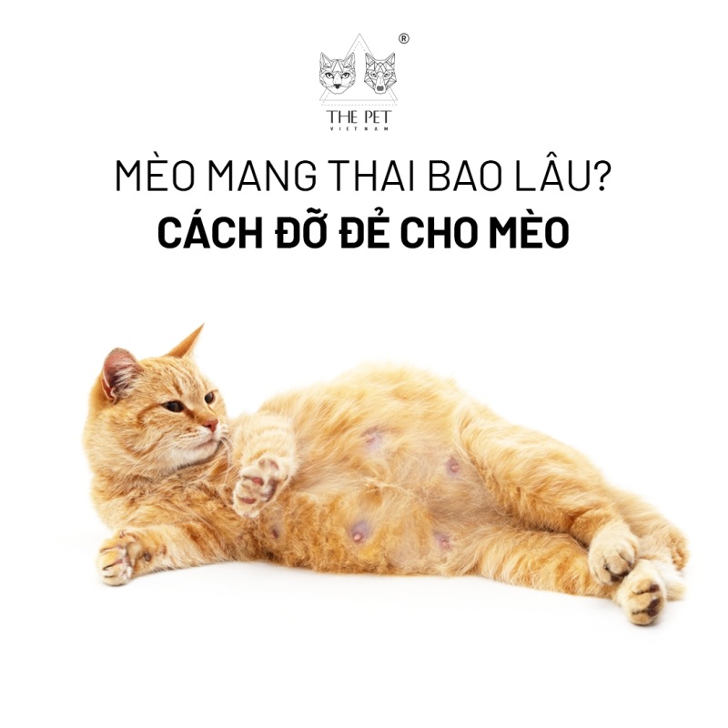 Mèo mang thai bao lâu? Cách đỡ đẻ cho mèo