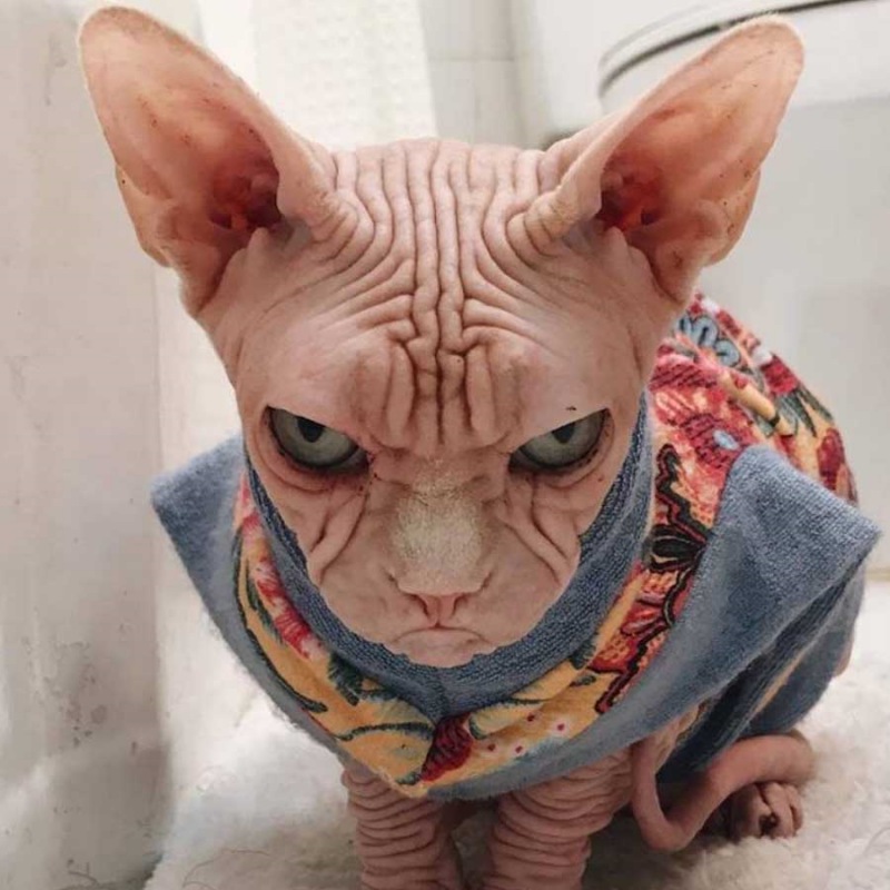 Nấm mèo trên người