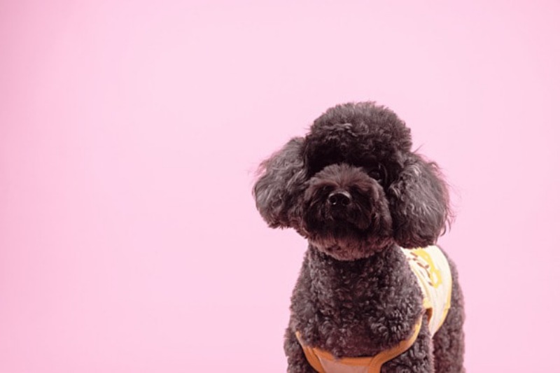 Ý tưởng đặt tên cho chó cái hay, độc lạ 1 Ý tưởng đặt tên cho chó cái hay, độc lạ