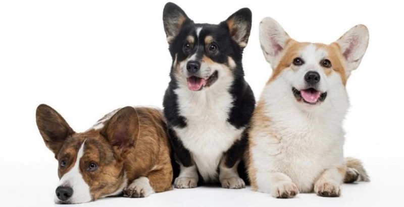 Ý tưởng đặt tên cho chó cái hay, độc lạ 4 Ý tưởng đặt tên cho chó cái hay, độc lạ