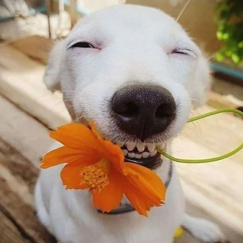 Ý tưởng đặt tên cho chó cái hay, độc lạ 3 ten cho cho 13