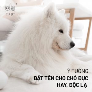 Ý tưởng đặt tên cho chó đực hay, độc lạ