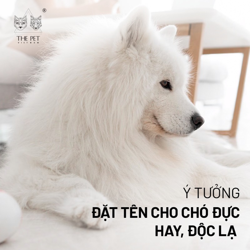 Ý tưởng đặt tên cho chó đực hay, độc lạ 1 Ý tưởng đặt tên cho chó đực hay, độc lạ
