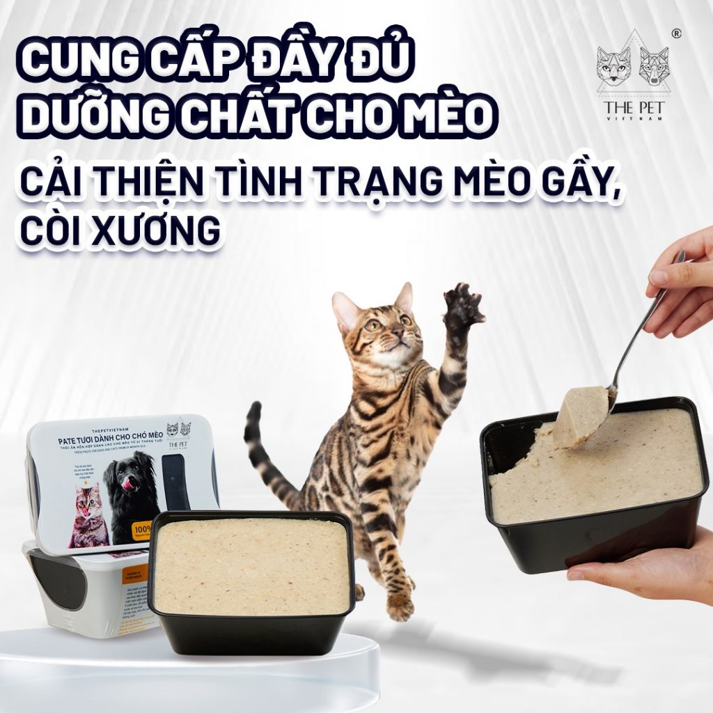 Cách nhận biết mèo thiếu cân 7 483487875 658737013510273 1013020314490555679 n