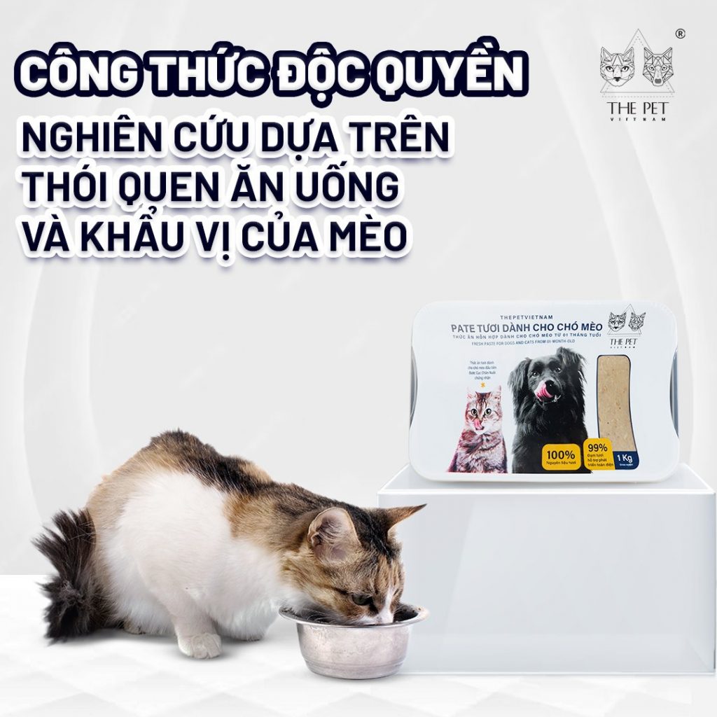 Cách nhận biết mèo thiếu cân 9 483487924 658737050176936 1122810872576758041 n