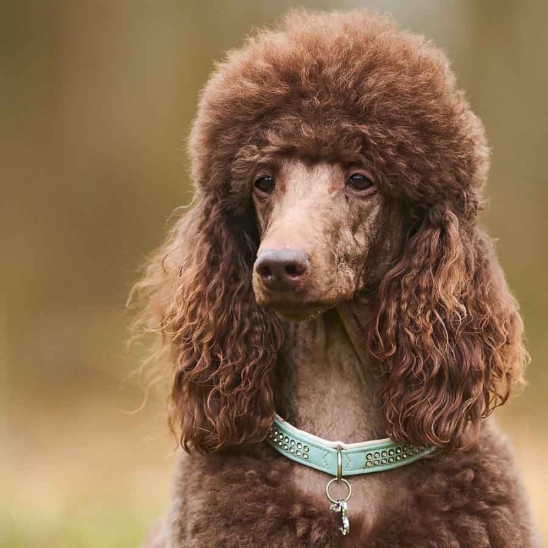 Cần biết những gì khi nuôi chó poodle? 3 Cần biết những gì khi nuôi chó poodle?